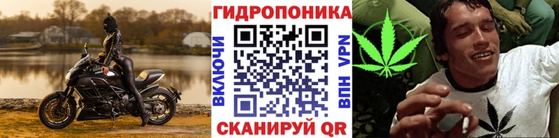 Конопля планчик  Нефтекумск 